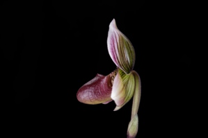 Paphiopedilum Voodoo Fred Slipper Zone Dorsal Diva HCC/AOS 76 pts. Profile